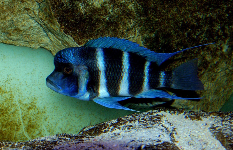 Cyphotilapia gibberosa 'Ikola'